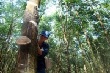 Đứng ngồi không yên với giá mủ cao su